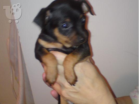 PoulaTo: πιντερ